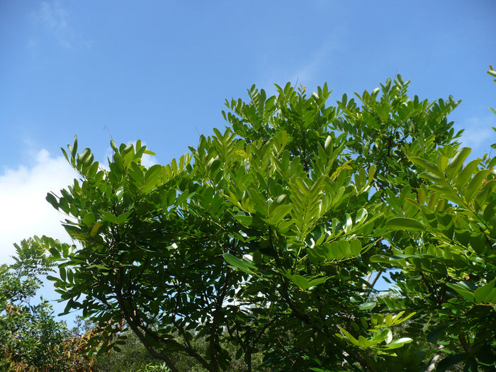 Paradise Tree Simarouba glauca 20 Seeds