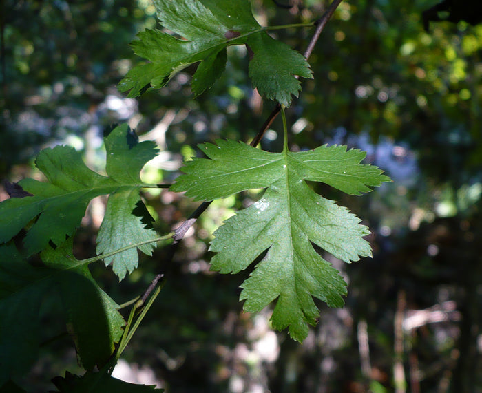 Parsley Hawthorn   10 Seeds   Crataegus marshallii