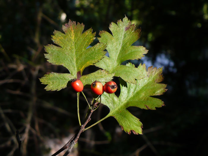 Parsley Hawthorn   10 Seeds   Crataegus marshallii