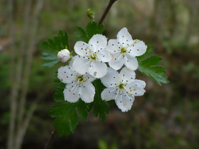 Parsley Hawthorn   10 Seeds   Crataegus marshallii