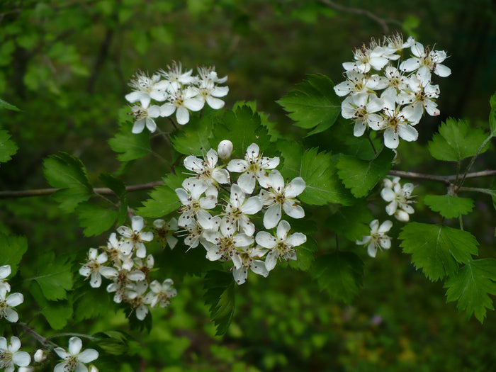 Parsley Hawthorn   10 Seeds   Crataegus marshallii