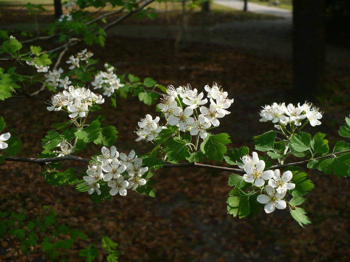 Parsley Hawthorn   10 Seeds   Crataegus marshallii