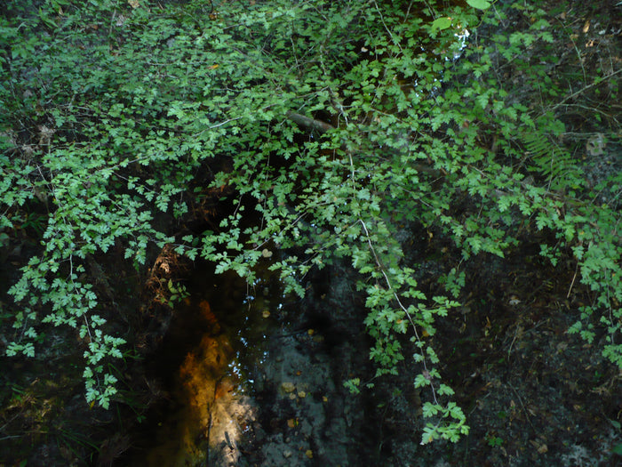 Parsley Hawthorn   10 Seeds   Crataegus marshallii