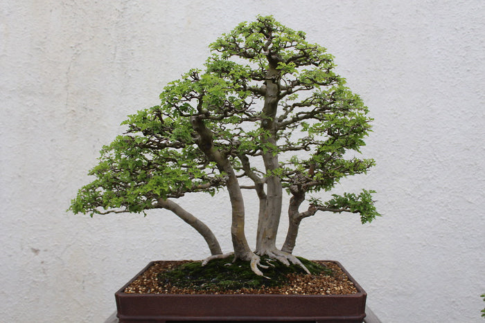 Parsley Hawthorn   10 Seeds   Crataegus marshallii