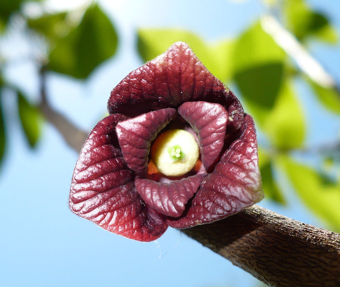 Pawpaw Tree   5 Seeds   Asimina triloba