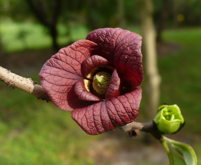 Pawpaw Tree   5 Seeds   Asimina triloba