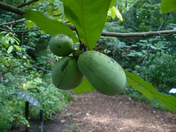 Pawpaw Tree   5 Seeds   Asimina triloba