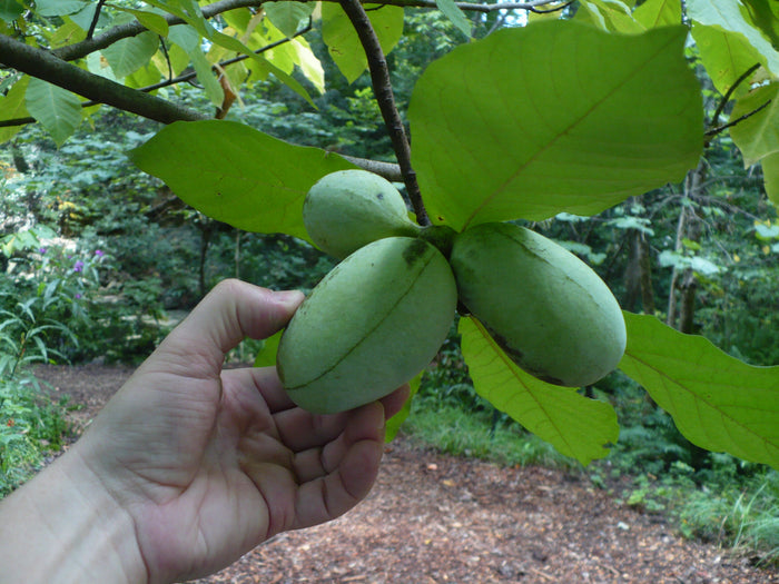 Pawpaw Tree   5 Seeds   Asimina triloba