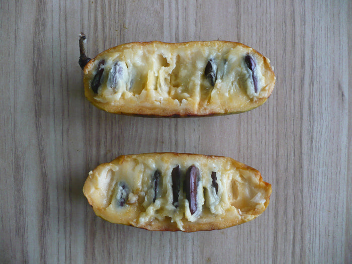 Pawpaw Tree   5 Seeds   Asimina triloba