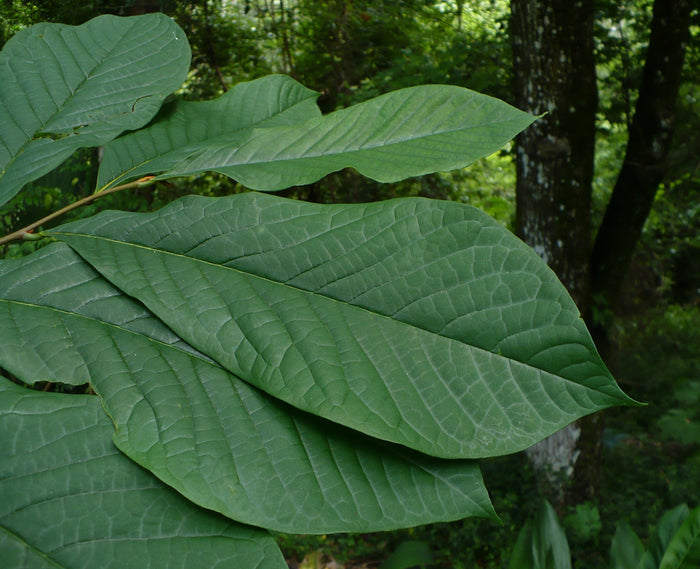 Pawpaw Tree   5 Seeds   Asimina triloba