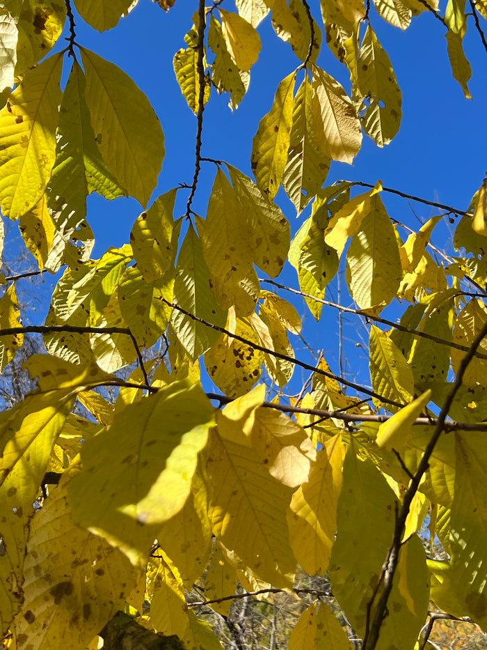 Pawpaw Tree   5 Seeds   Asimina triloba