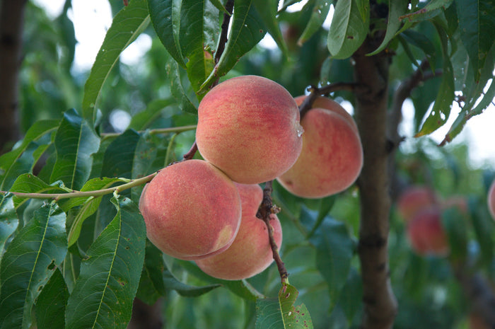 Peach Prunus persica 5 Seeds