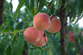Peach Prunus persica 5 Seeds