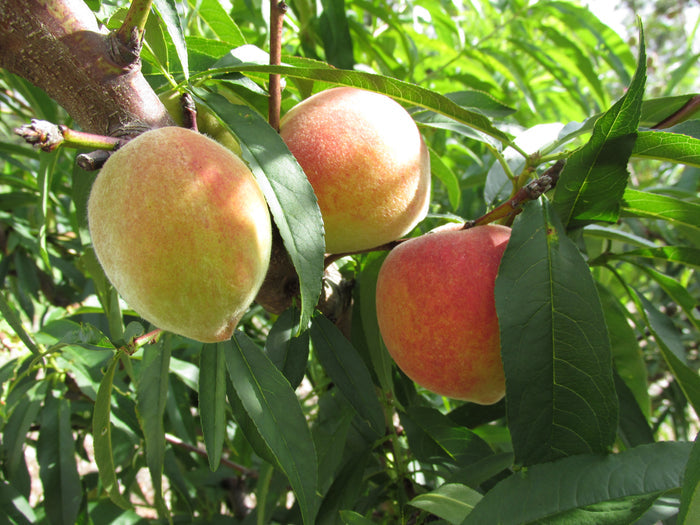 Peach Prunus persica 5 Seeds