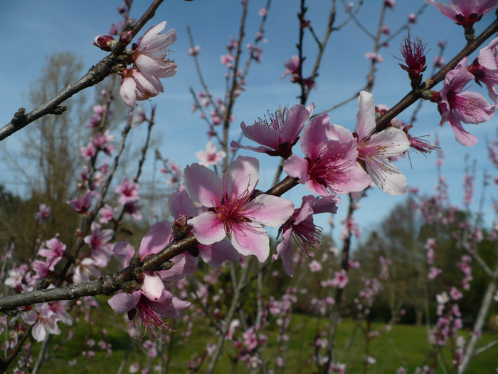 Peach Prunus persica 5 Seeds