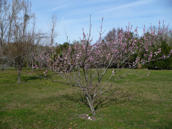 Peach Prunus persica 5 Seeds