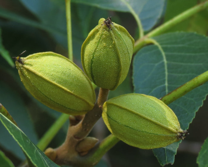 Pecan   10 Seeds   Carya illinoinensis