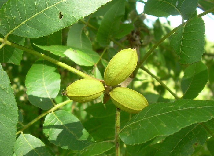 Pecan   10 Seeds   Carya illinoinensis