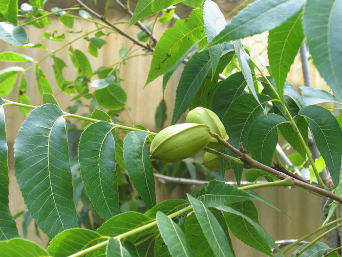 Pecan   10 Seeds   Carya illinoinensis