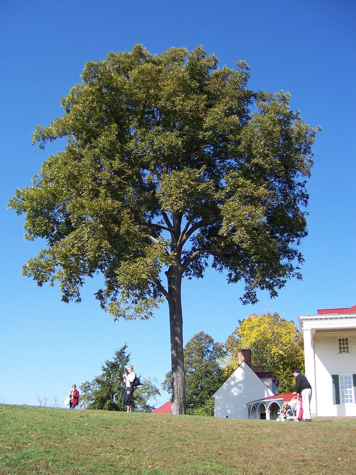 Pecan   10 Seeds   Carya illinoinensis