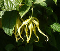 Perfume Tree  10 Seeds  Ylang-Ylang  Cananga odorata