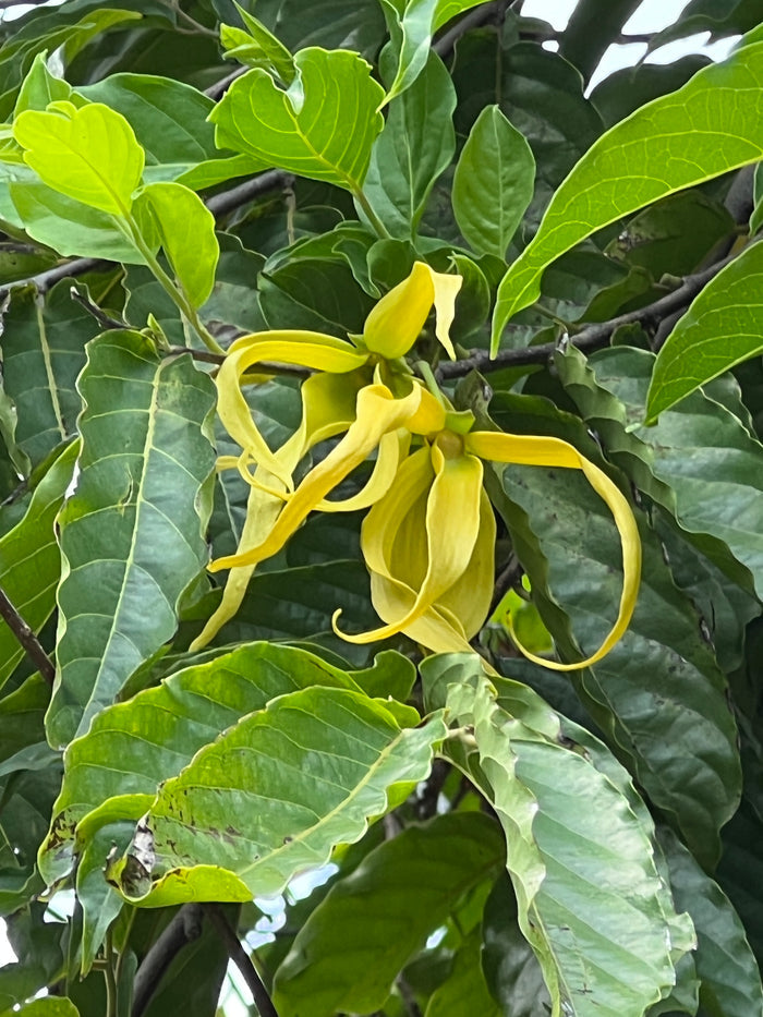 Perfume Tree  10 Seeds  Ylang-Ylang  Cananga odorata