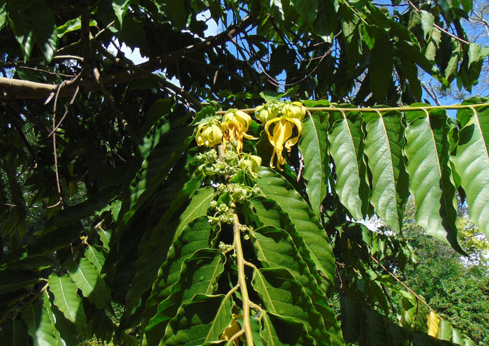 Perfume Tree  10 Seeds  Ylang-Ylang  Cananga odorata