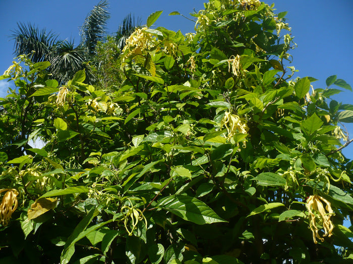 Perfume Tree  10 Seeds  Ylang-Ylang  Cananga odorata