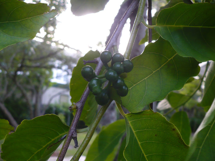 Perfume Tree  10 Seeds  Ylang-Ylang  Cananga odorata