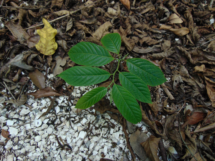 Perfume Tree  10 Seeds  Ylang-Ylang  Cananga odorata