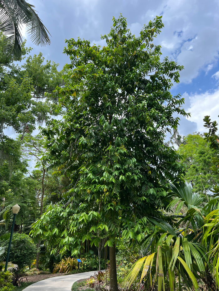 Perfume Tree  10 Seeds  Ylang-Ylang  Cananga odorata