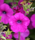 Petunia  100 Seeds  Petunia integrifolia