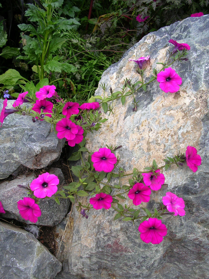 Petunia  100 Seeds  Petunia integrifolia