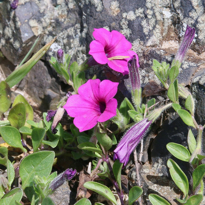 Petunia  100 Seeds  Petunia integrifolia
