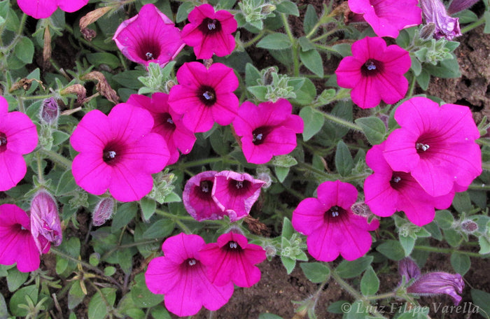 Petunia  100 Seeds  Petunia integrifolia