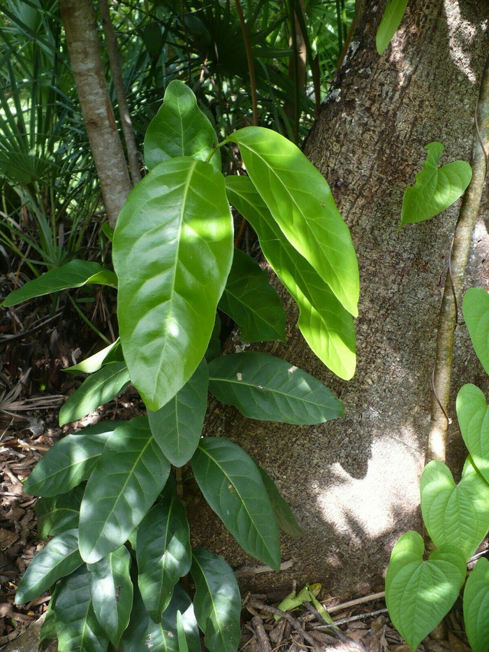 Pigeon Plum  Coccoloba diversifolia  20 Seeds