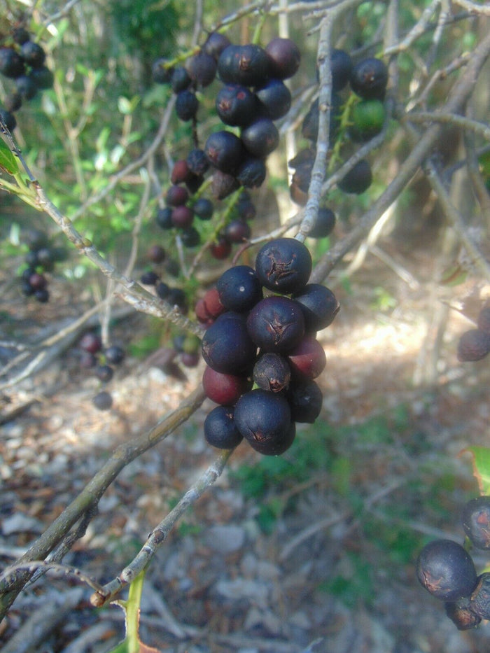 Pigeon Plum  Coccoloba diversifolia  20 Seeds