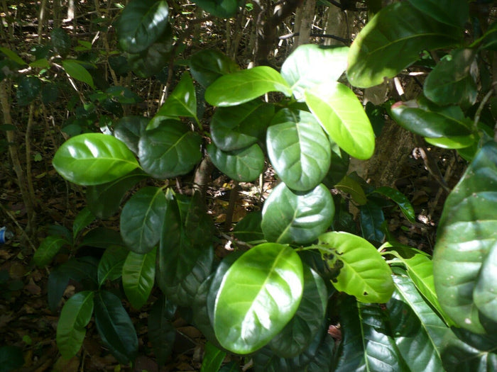 Pigeon Plum  Coccoloba diversifolia  20 Seeds