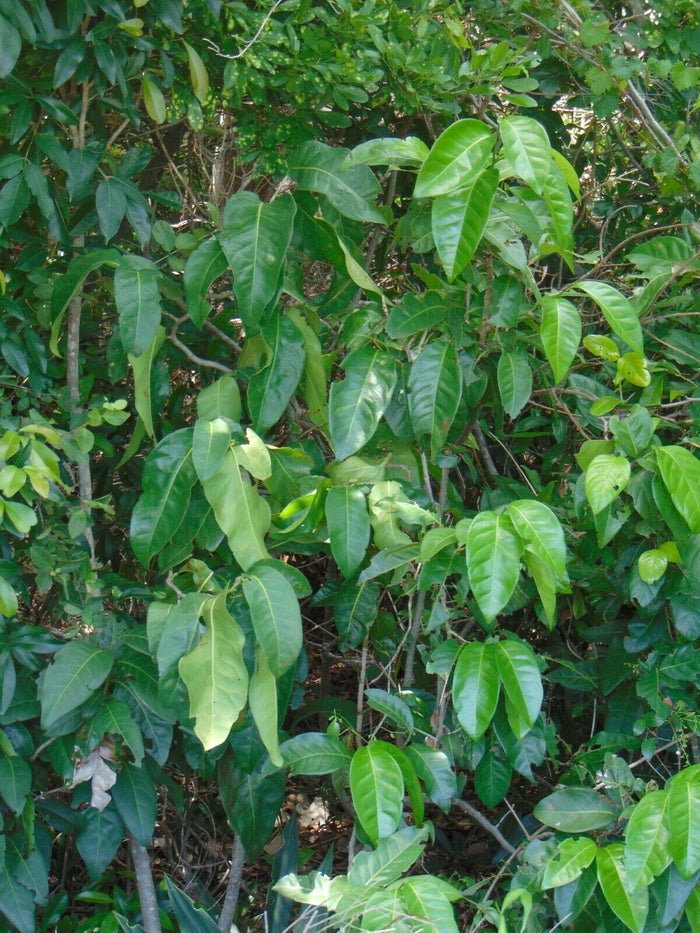 Pigeon Plum  Coccoloba diversifolia  20 Seeds