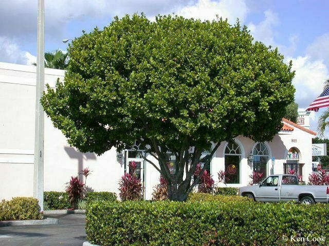 Pigeon Plum  Coccoloba diversifolia  20 Seeds