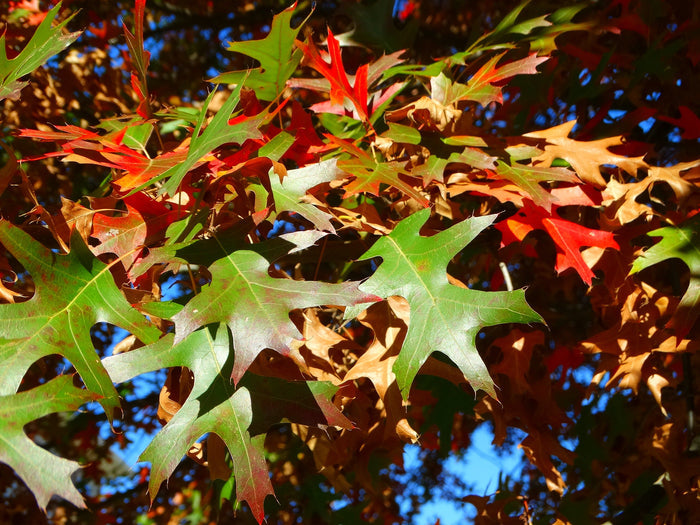 Pin Oak Quercus palustris 20 Seeds