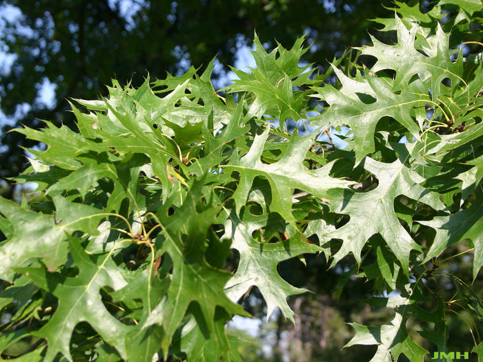 Pin Oak Quercus palustris 20 Seeds