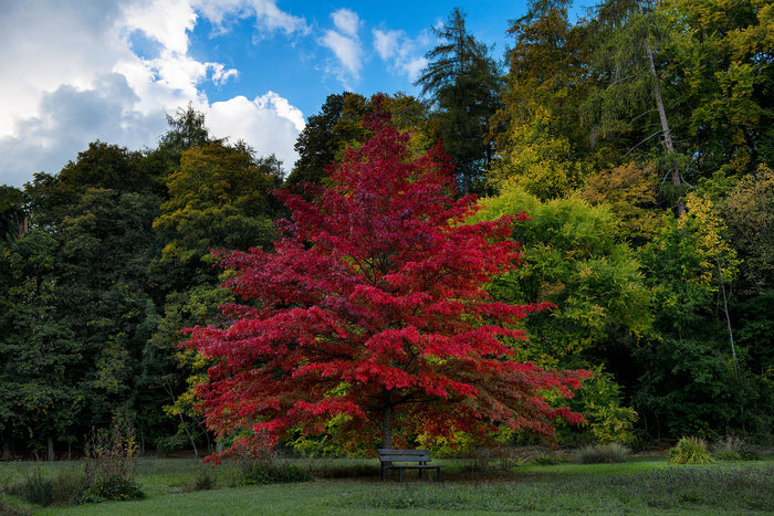 Pin Oak Quercus palustris 20 Seeds