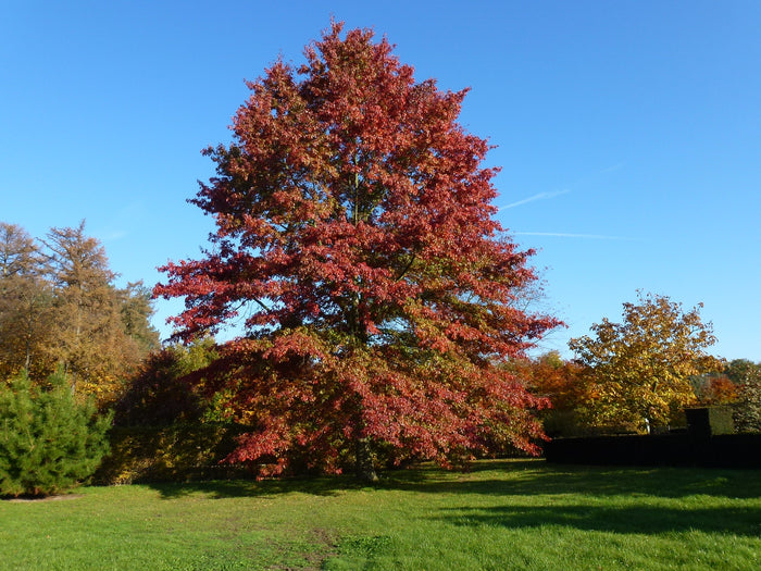 Pin Oak Quercus palustris 20 Seeds