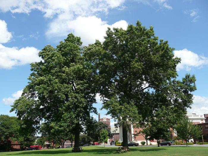 Pin Oak Quercus palustris 20 Seeds