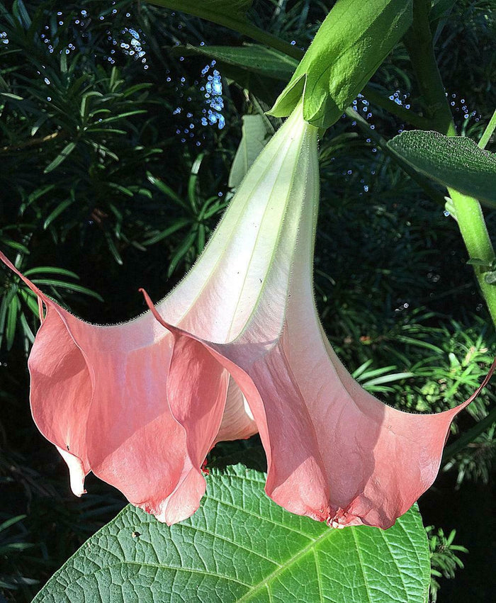 Pink Angel's Trumpet   5 Seeds   Brugmansia suaveolens