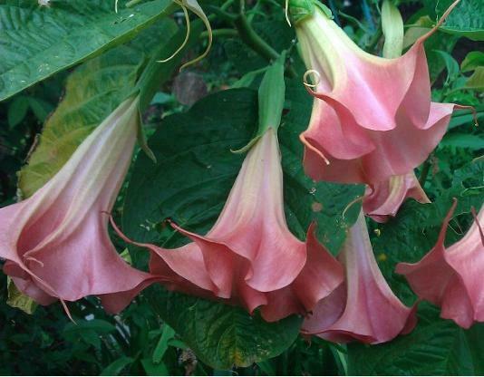 Pink Angel's Trumpet   5 Seeds   Brugmansia suaveolens