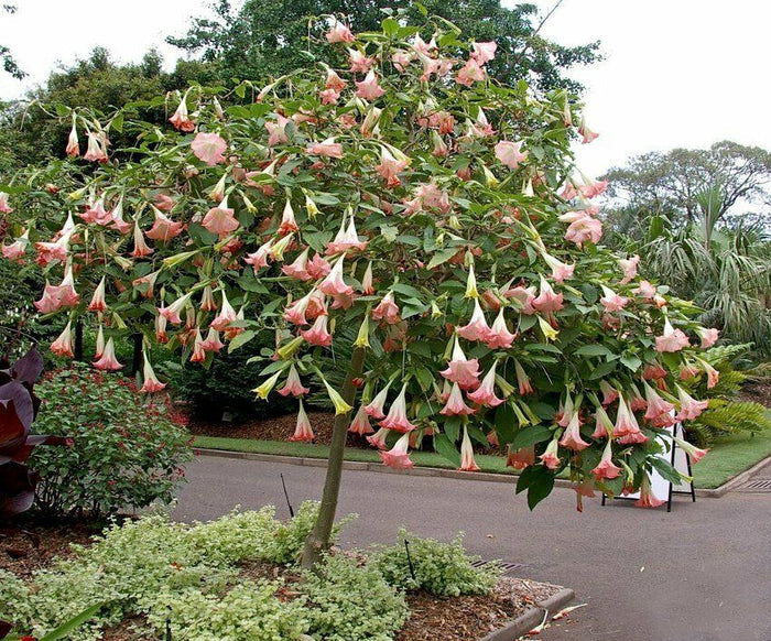Pink Angel's Trumpet   5 Seeds   Brugmansia suaveolens