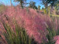 Pink Muhlygrass  100 Seeds  Muhlenbergia capillaris