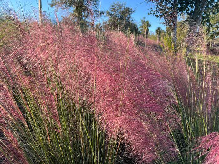 Pink Muhlygrass  100 Seeds  Muhlenbergia capillaris
